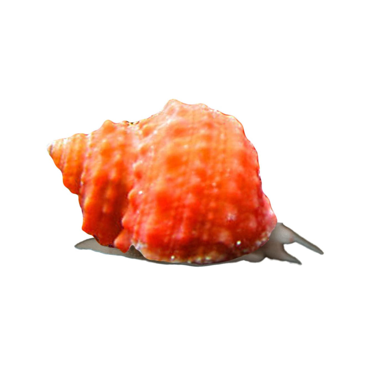 Orange Chestnut Snail
