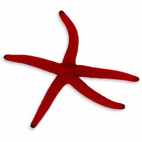 Orange Linckia Starfish – Linckia multifora