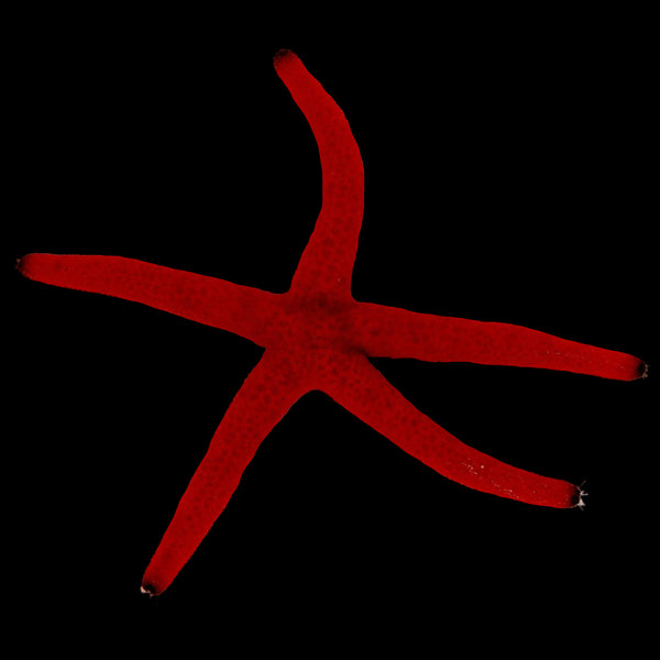 Orange Linckia Starfish SALE!