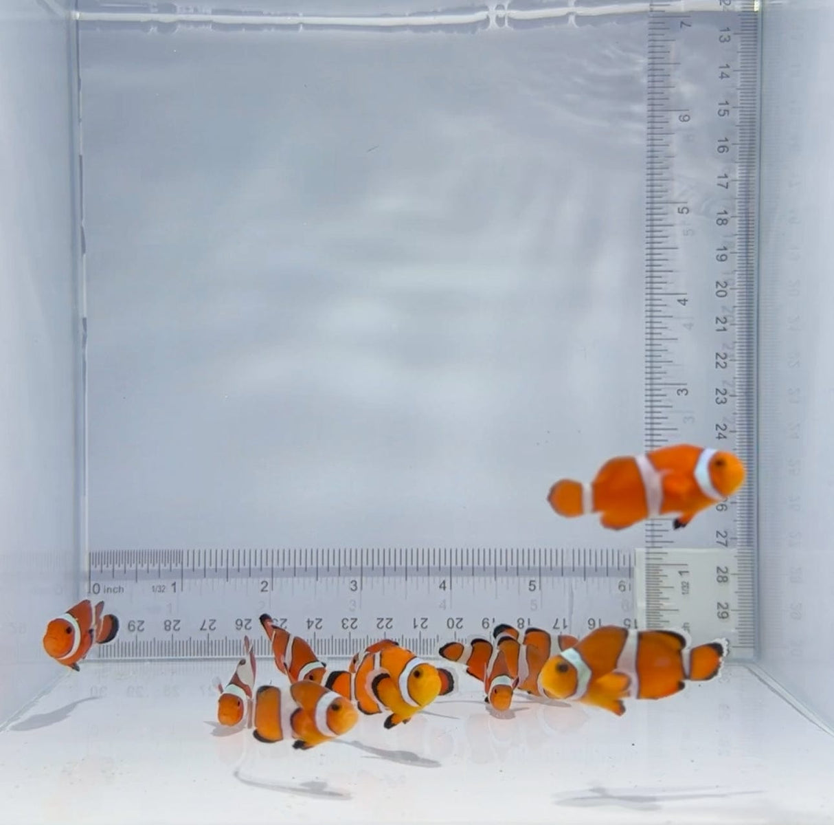 Orange Ocellaris Clownfish