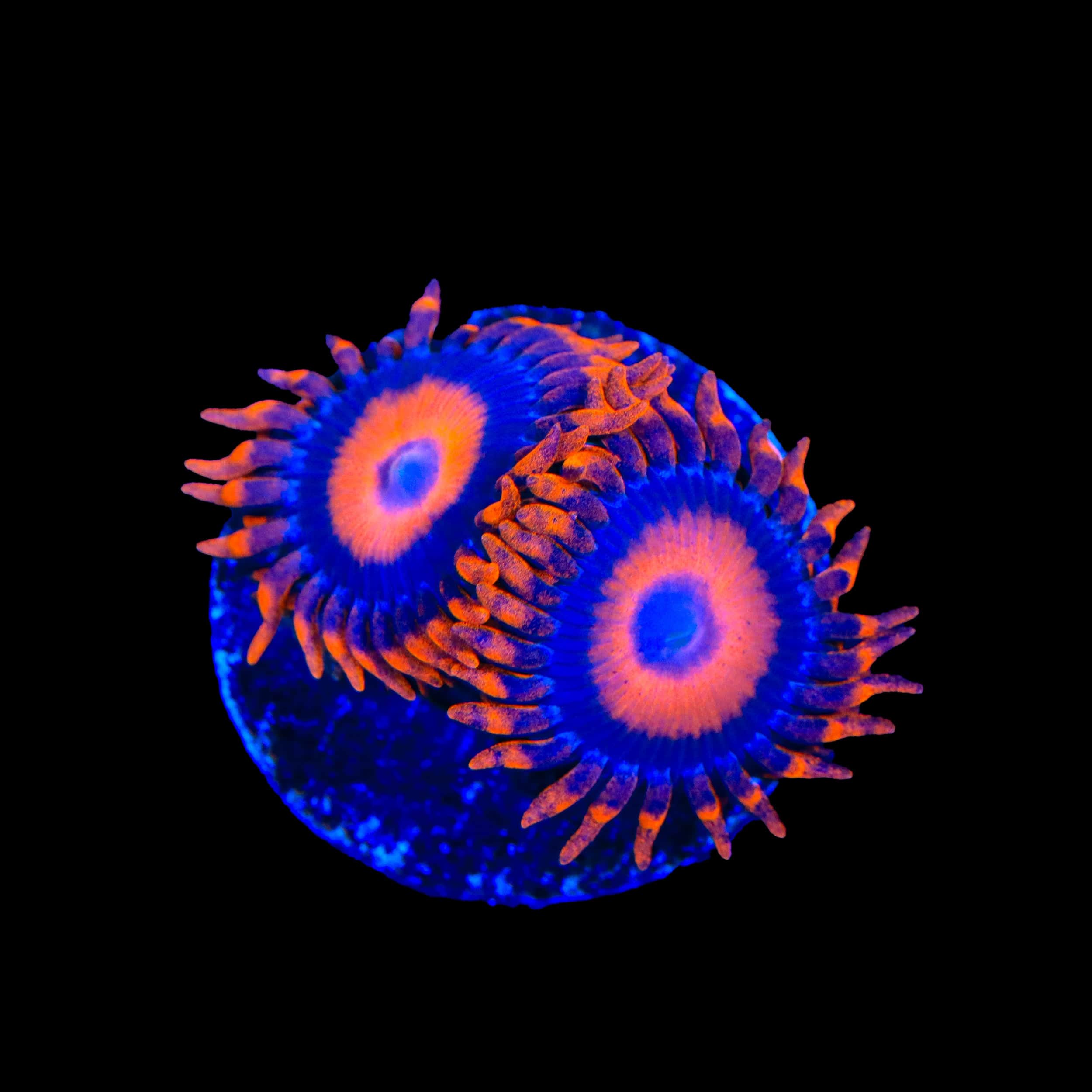 Orange Oxide Zoanthids Coral
