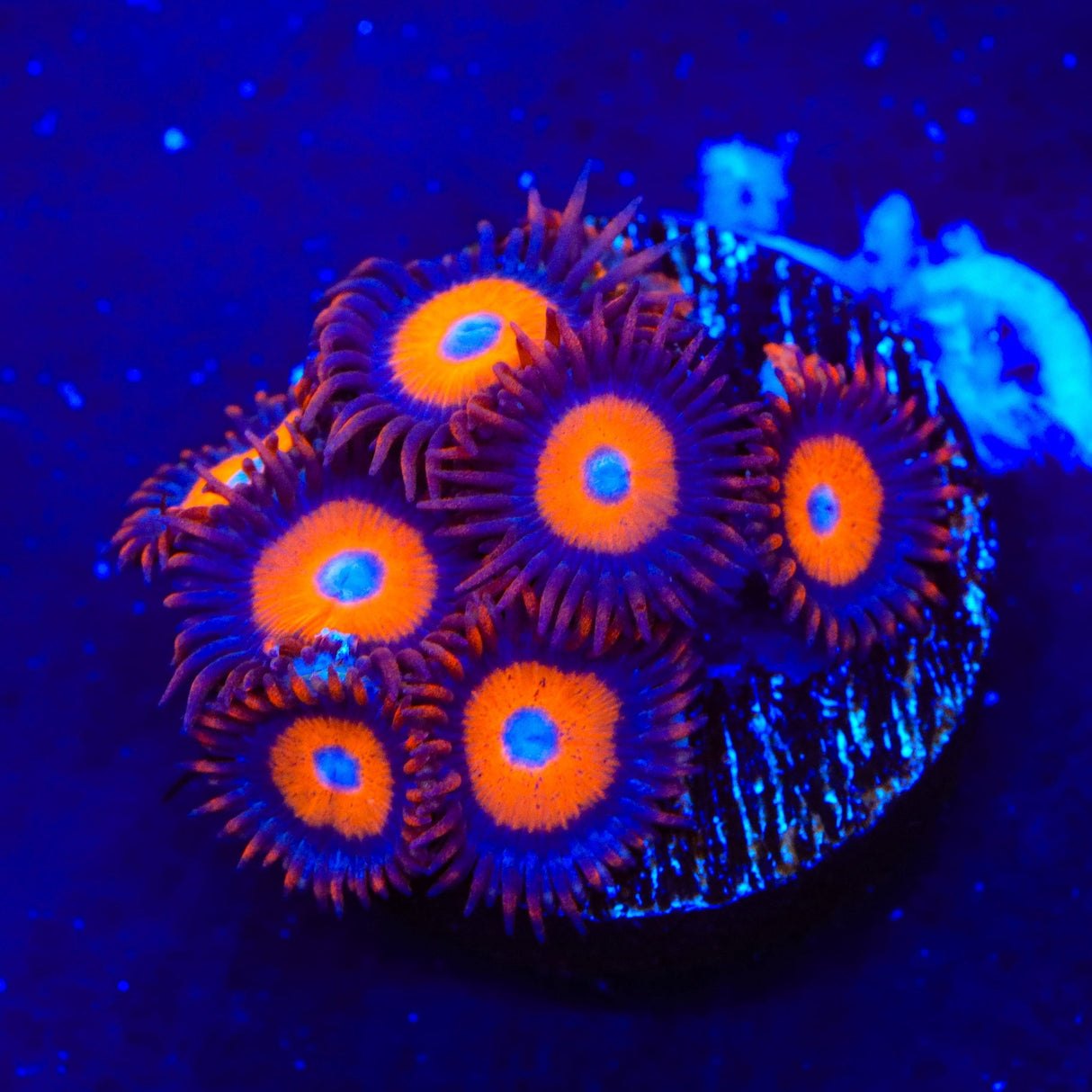 Orange Oxide Zoanthids Coral