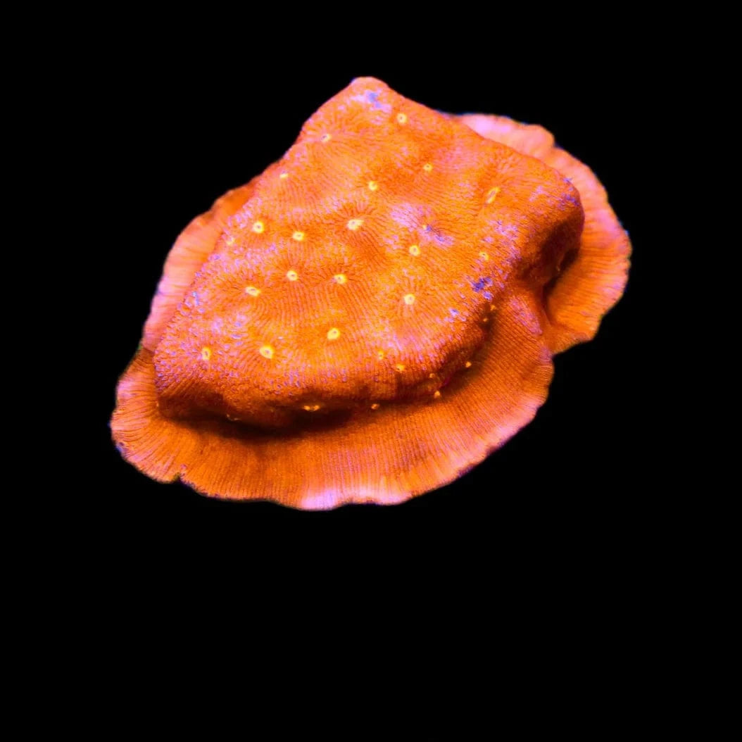 Orange Pachyseris Coral