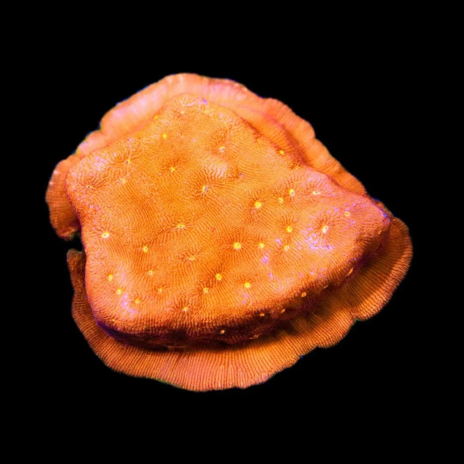 Orange Pachyseris Coral