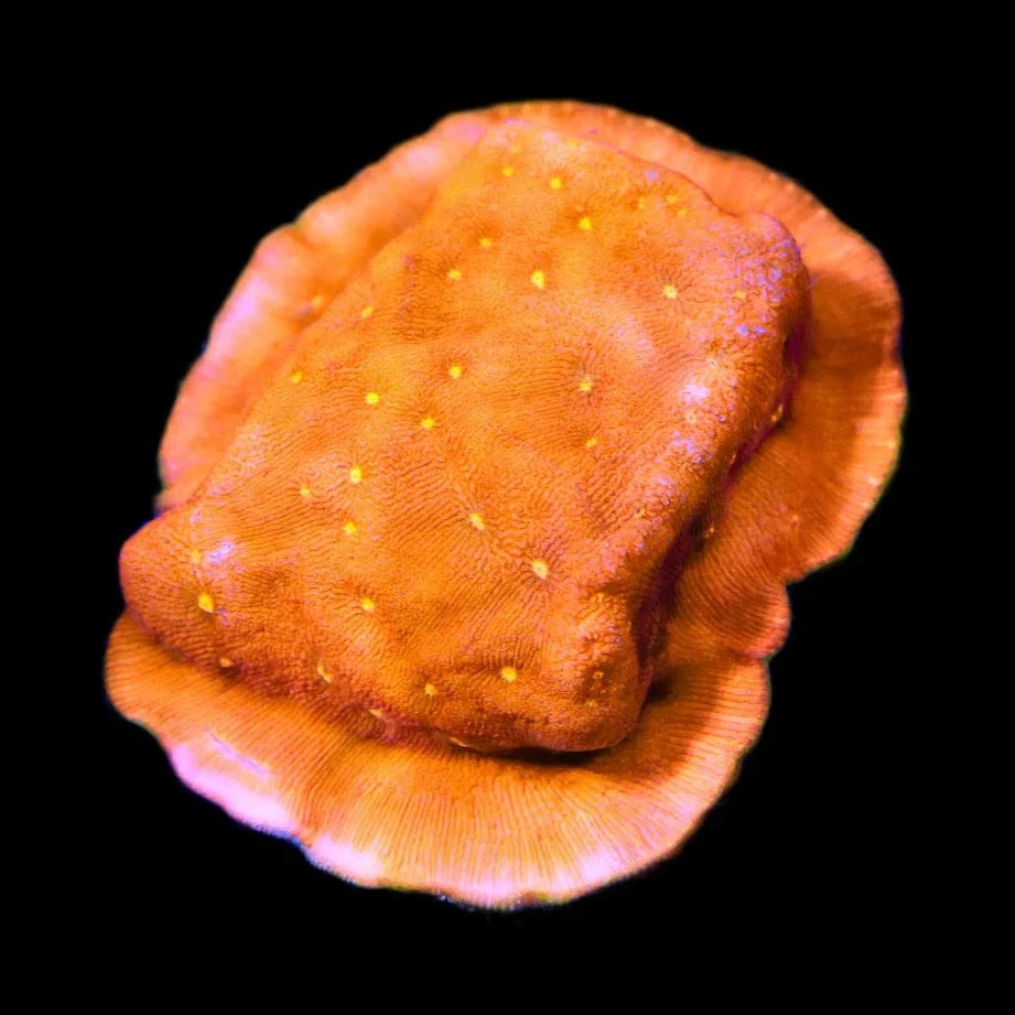 Orange Pachyseris Coral