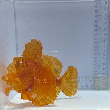 Orange Rhinopias (Rhinopias frondosa)