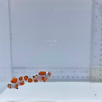Orange Storm Pair Clownfish (Amphiprion ocellaris)