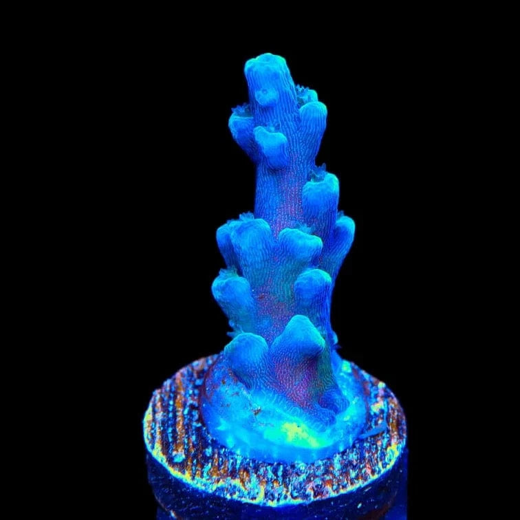 Oregon Blue Tort Acropora Coral