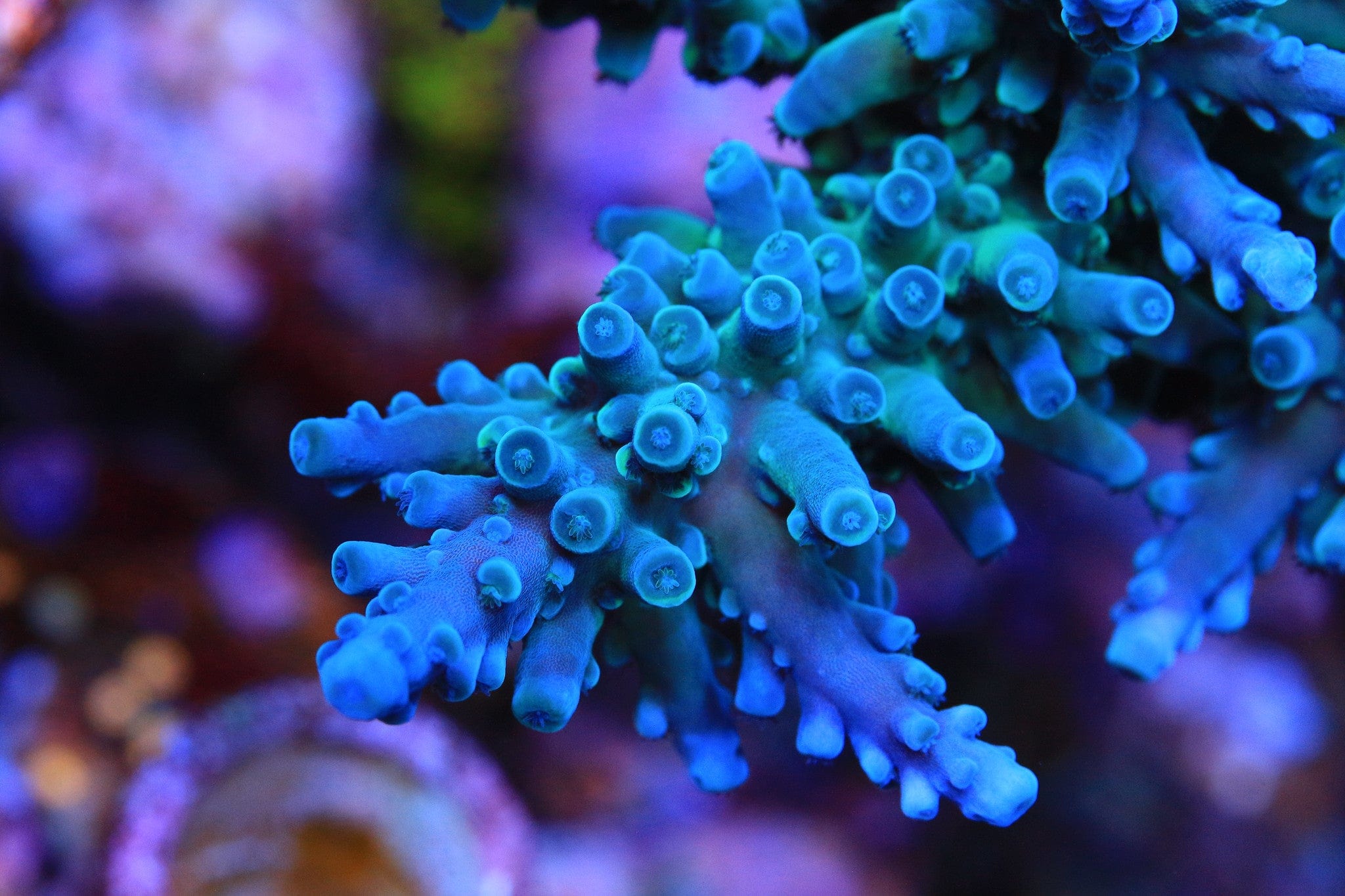 Oregon Blue Tort Acropora Coral