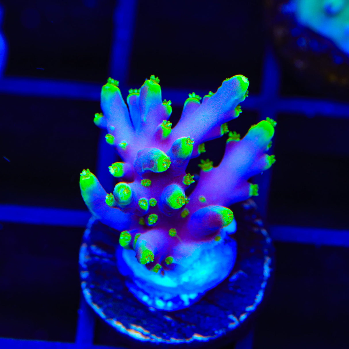 Pacman Dragon Acropora Coral