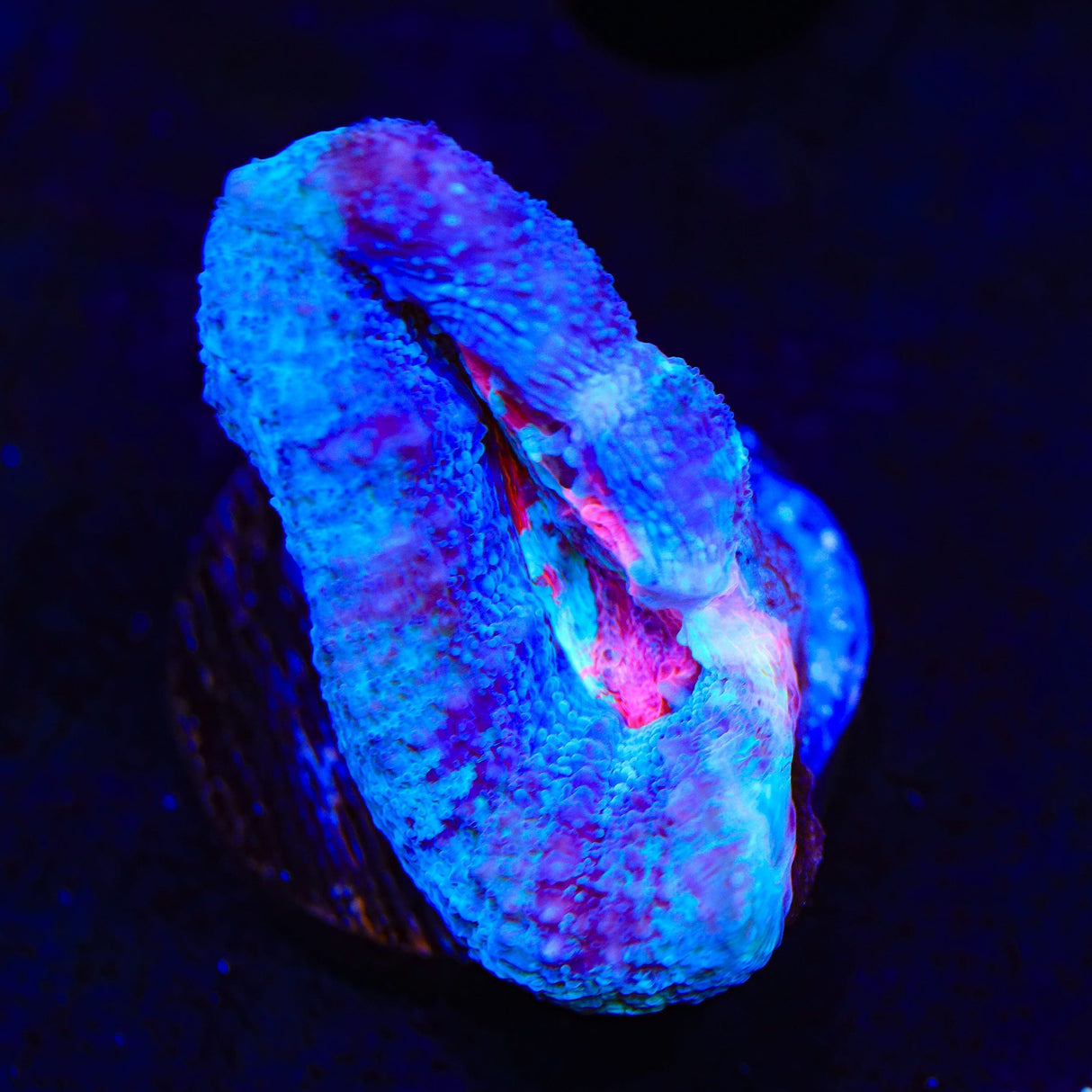 Paint Swirl Bowerbankii Coral