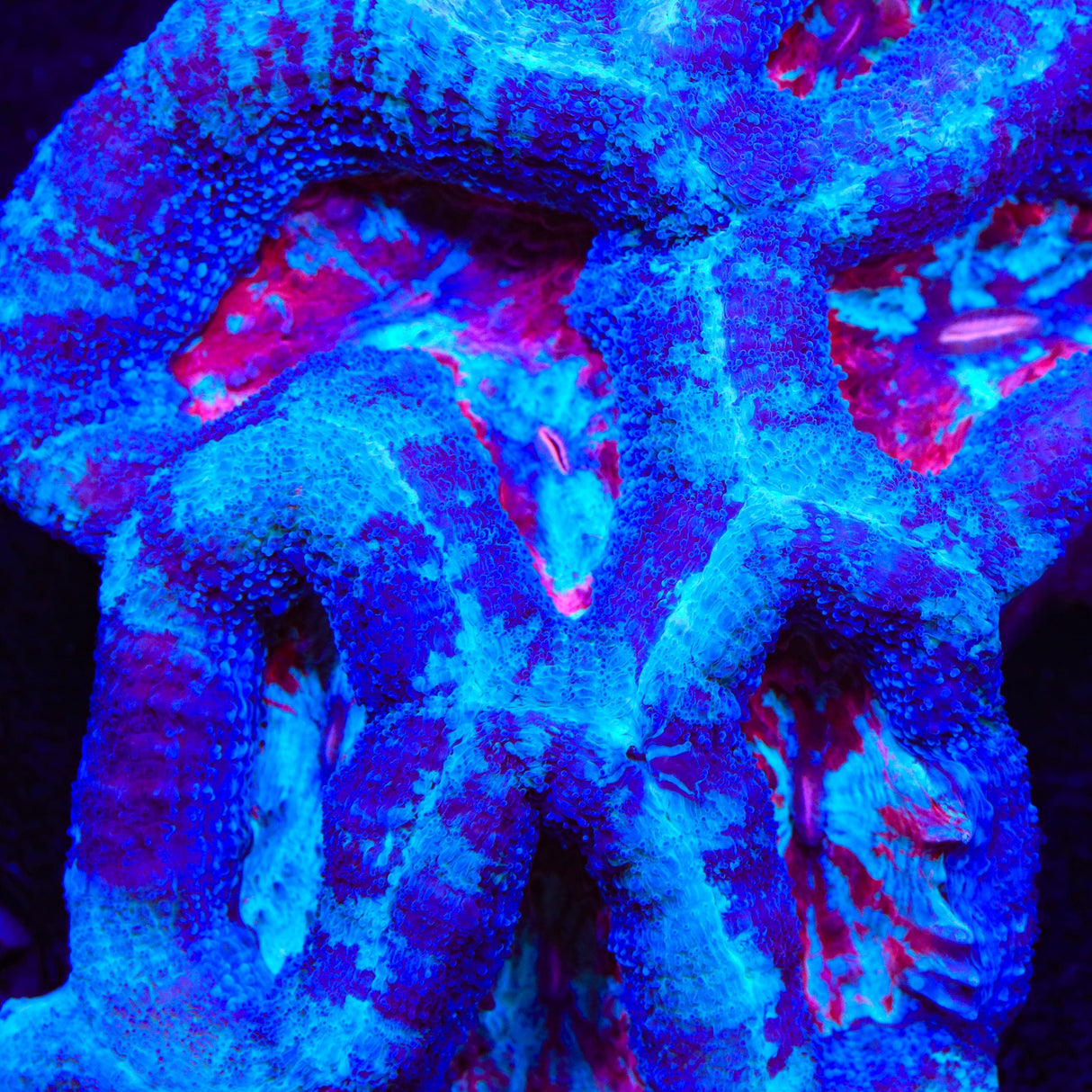 Paint Swirl Bowerbankii Coral