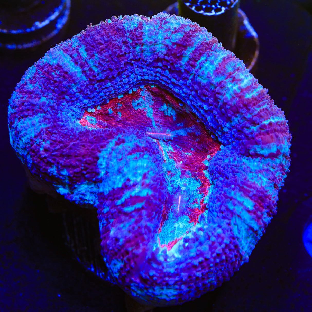 Paint Swirl Bowerbankii Coral