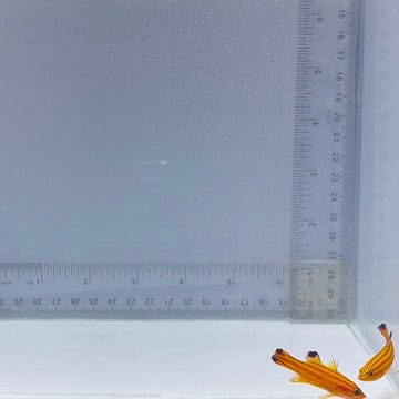 Pair Candy Basslet (Liopropoma carmabi)