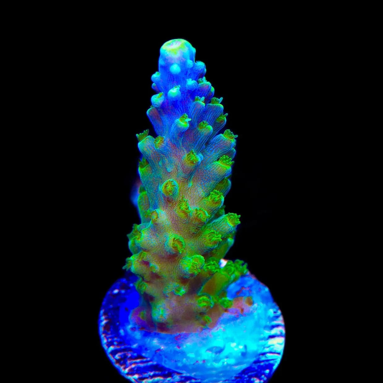Paletta Tricolor Acropora Coral