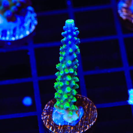 Paletta Tricolor Acropora Coral