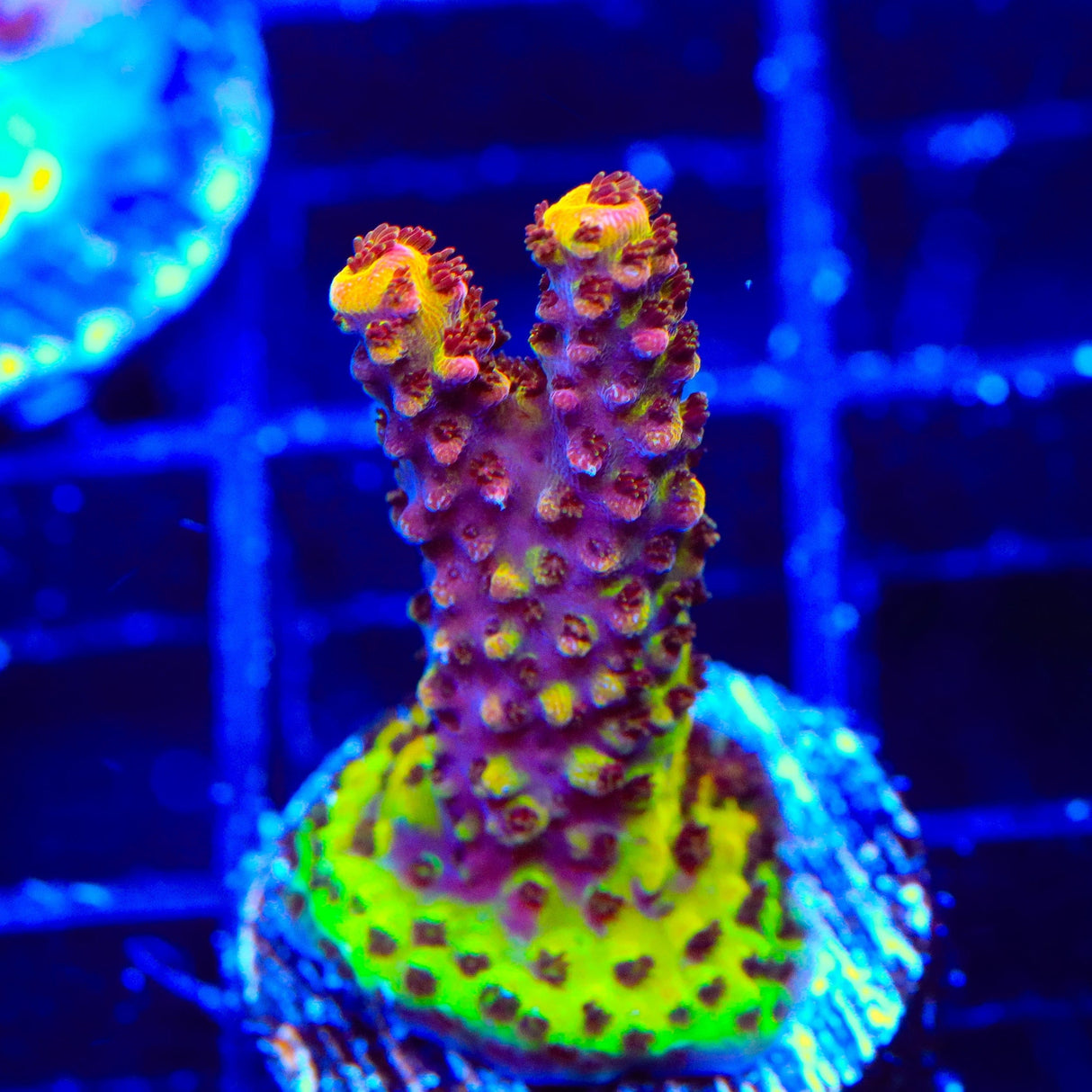 PC Rainbow Acropora Coral
