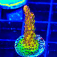 PC Rainbow Acropora Coral