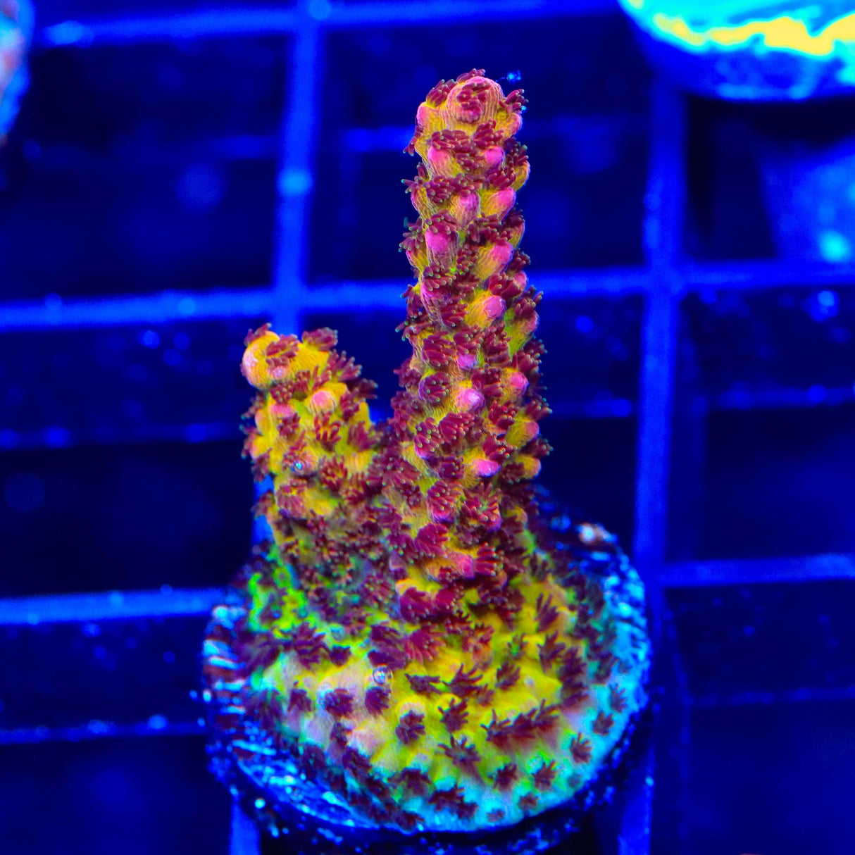PC Rainbow Acropora Coral