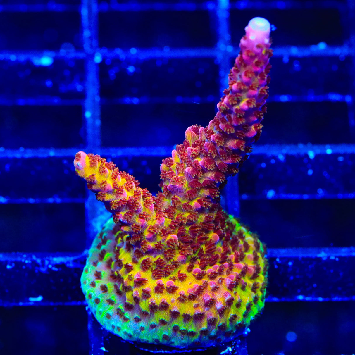 PC Rainbow Acropora Coral
