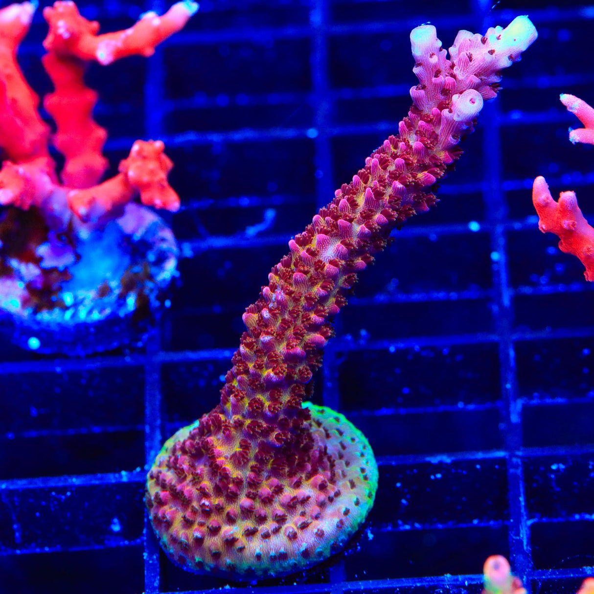 PC Rainbow Acropora XL Frag Coral