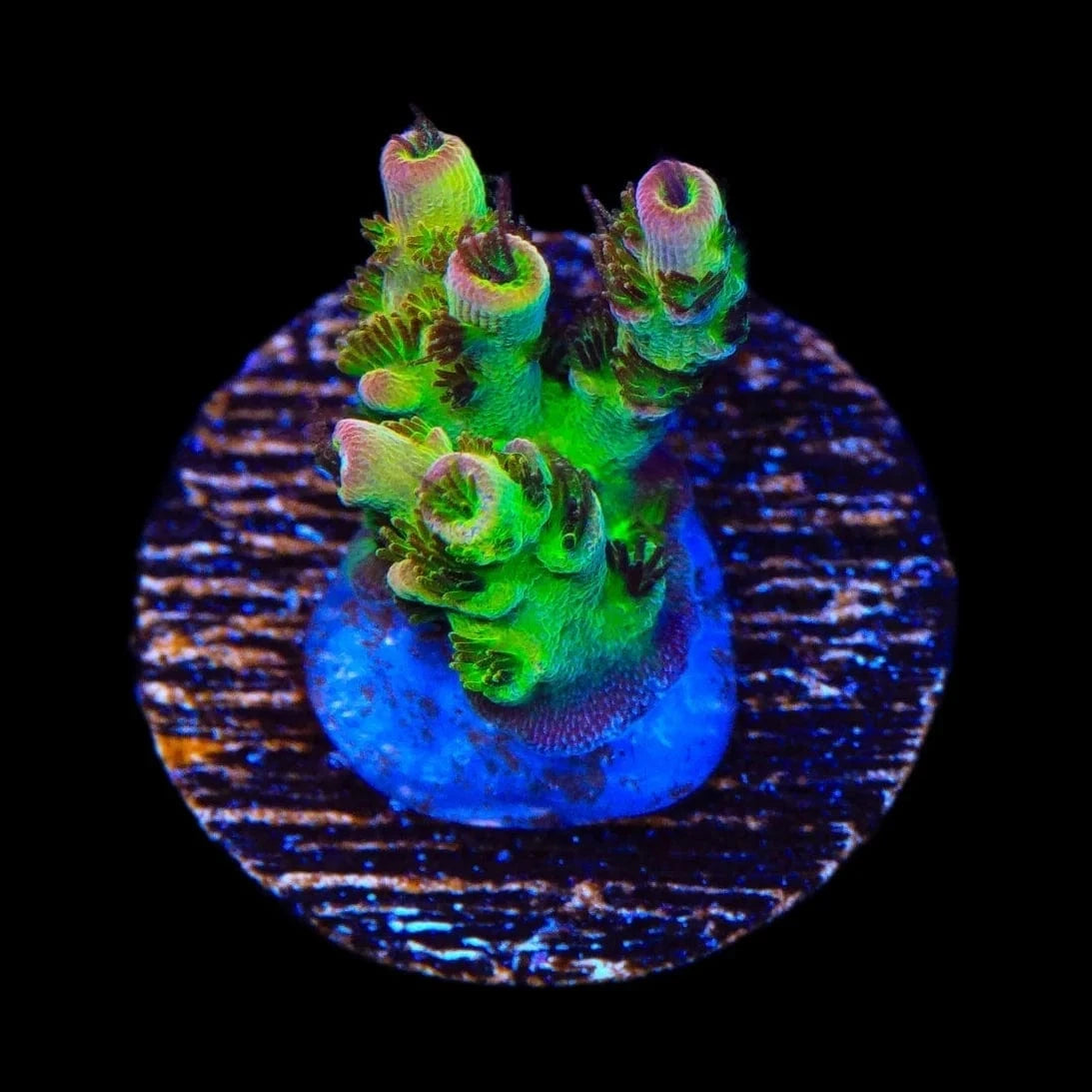 PC Superman Acropora Coral