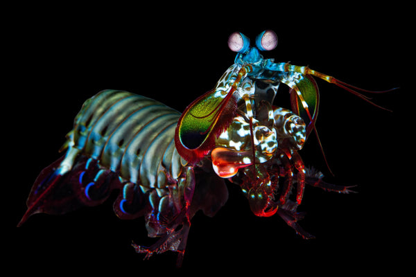 Peacock Mantis Shrimp – Decapoda sp.