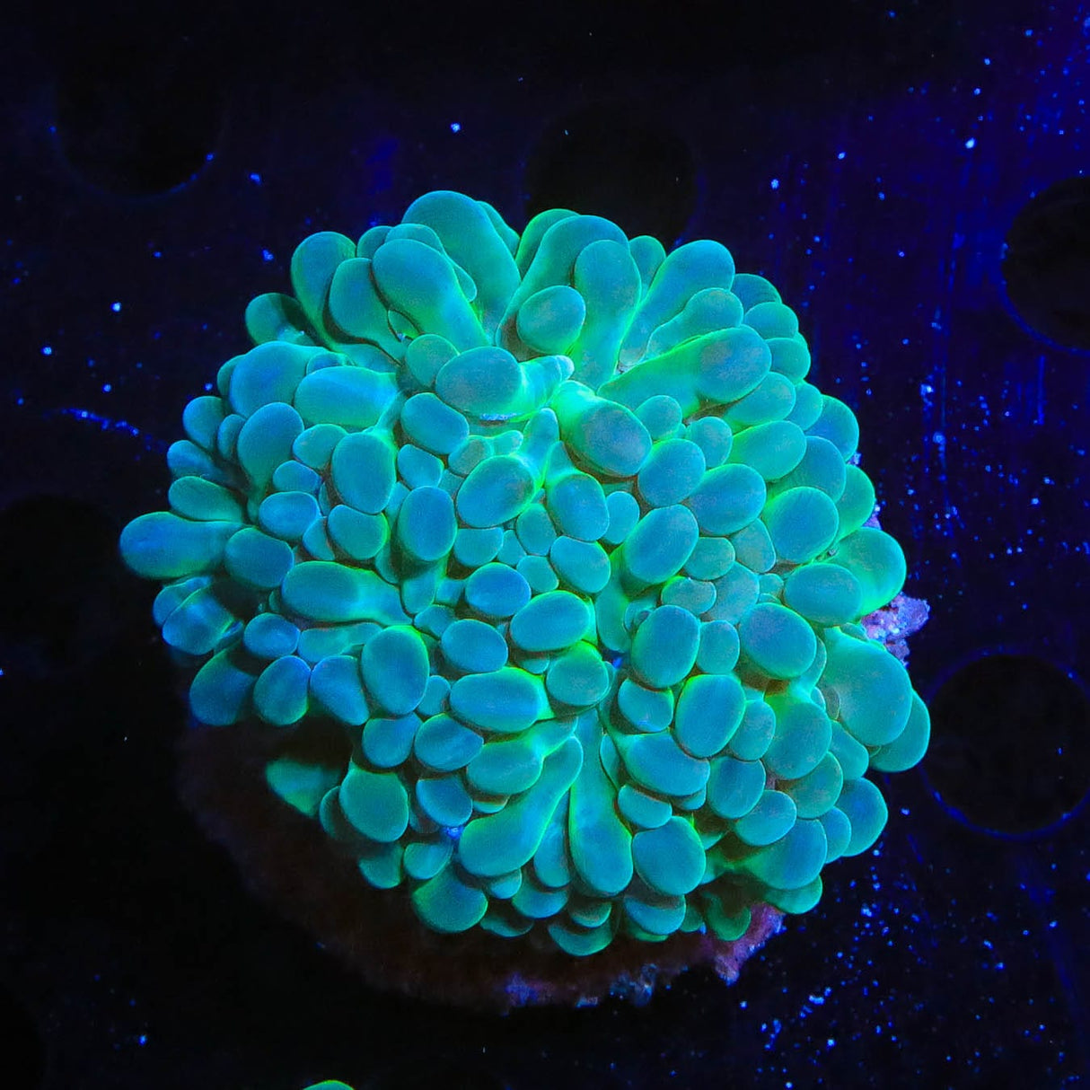 Pearl Bubble Coral