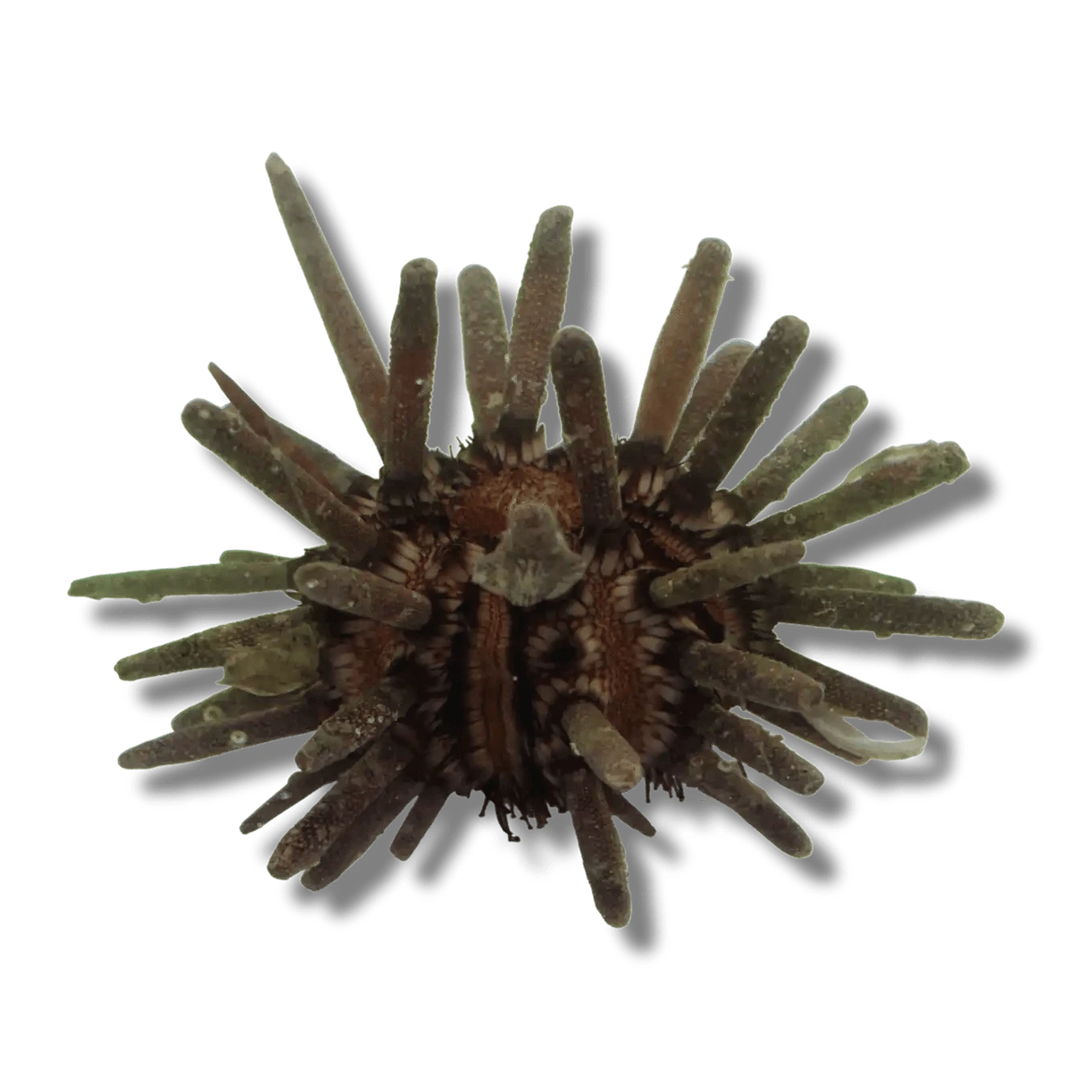 Pencil Urchin – Heterocentrotus mamillatus