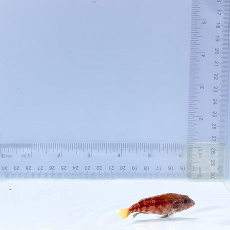 Peppermint Basslet (Serranus pulcher)