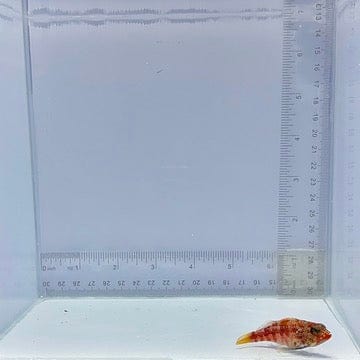 Peppermint Basslet (Serranus pulcher)