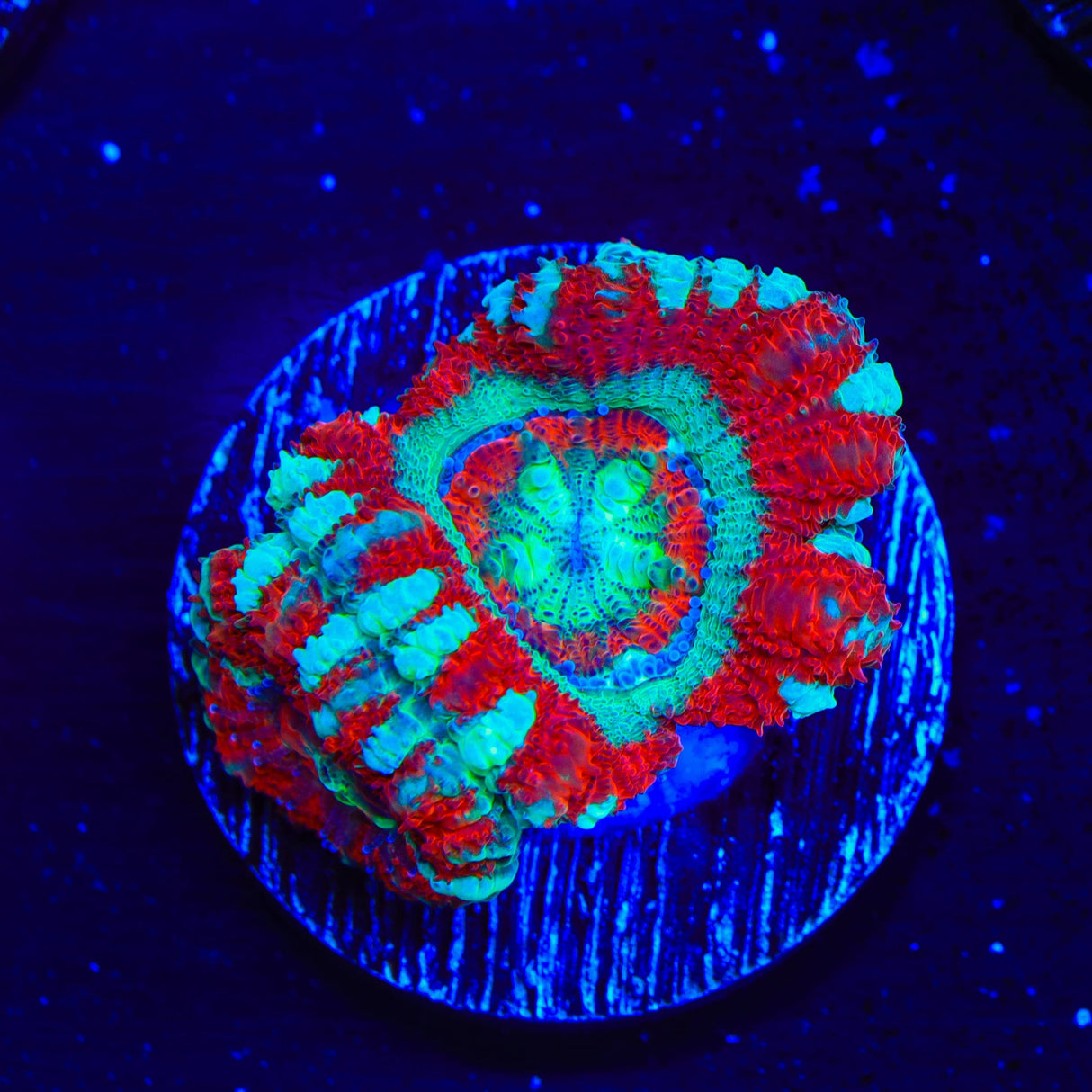 Peppermint Deep Water Acan Coral