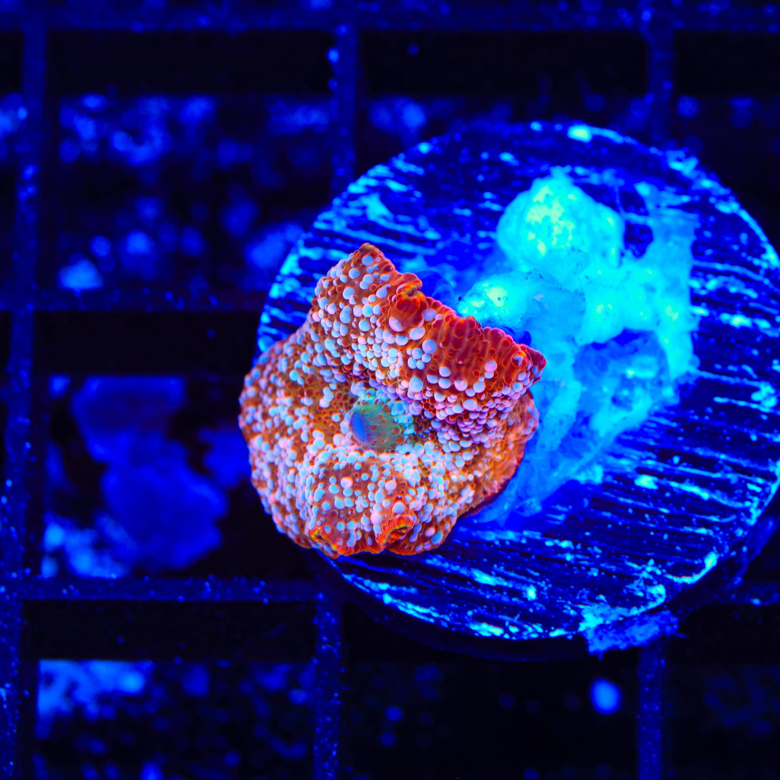 Peppermint Mushroom Coral