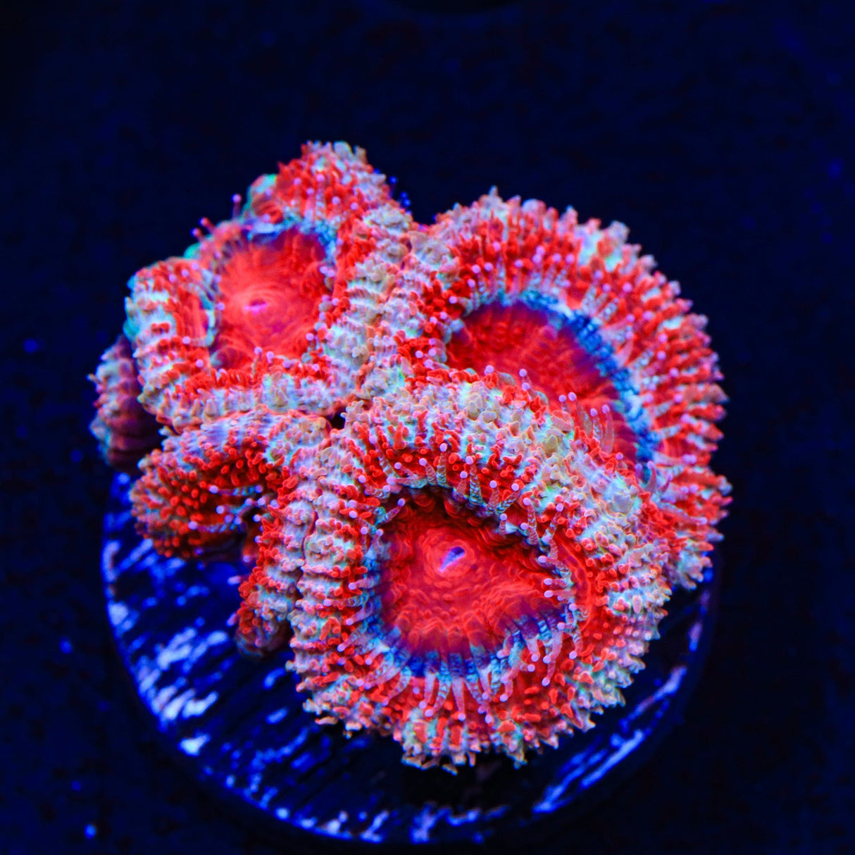 Peppermint Stripe Acan Coral