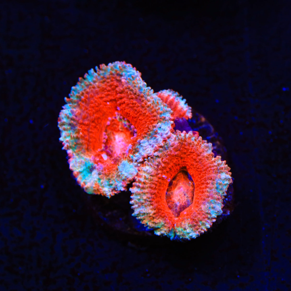 Peppermint Stripe Acan Coral