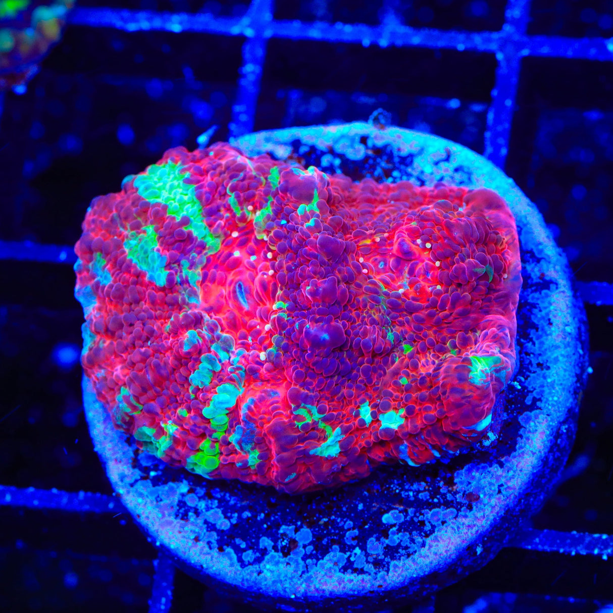 Peppermint Swirl Chalice Coral