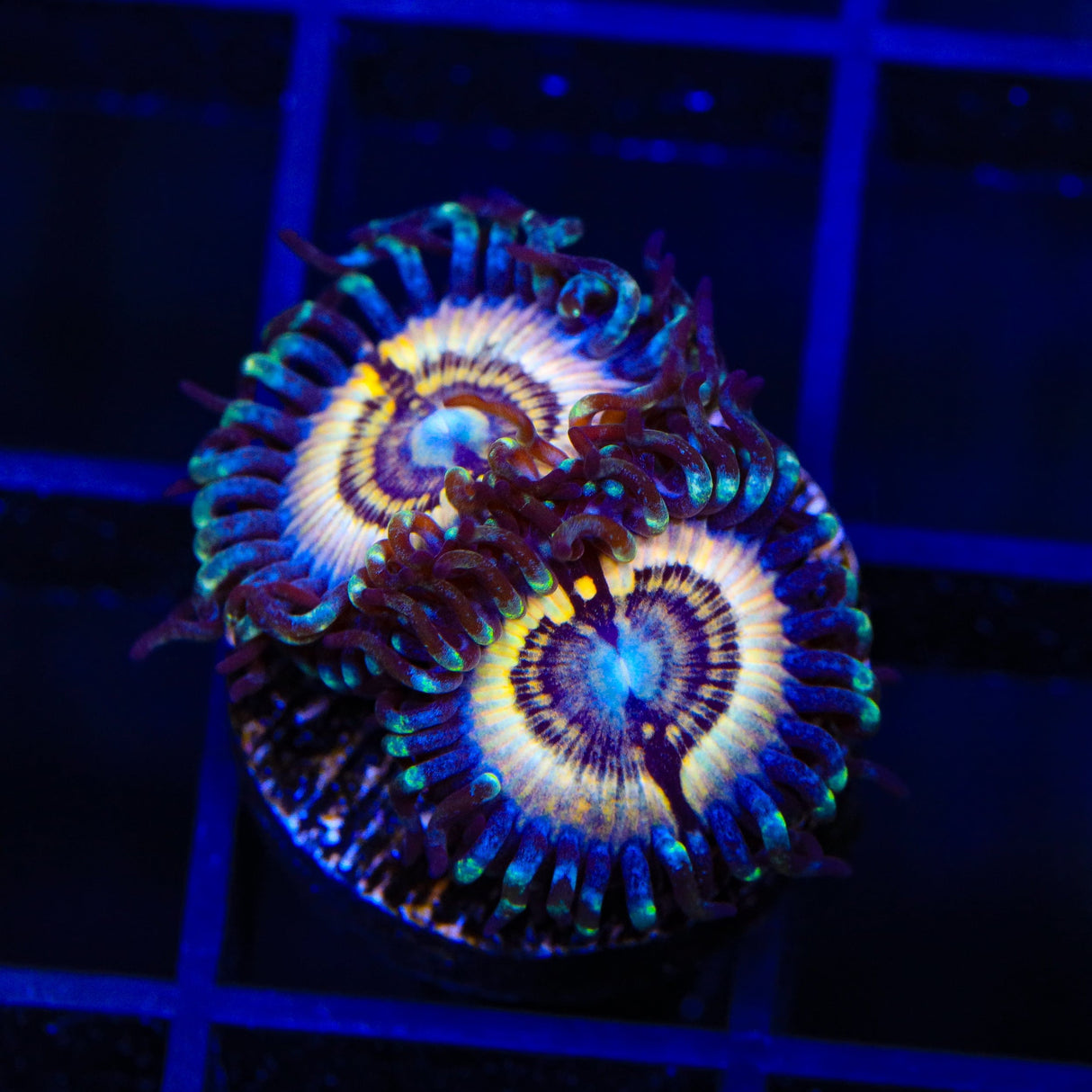 Petroglyph Zoanthids Coral