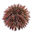 Pin Cushion Urchin – Lytechinus variegatus