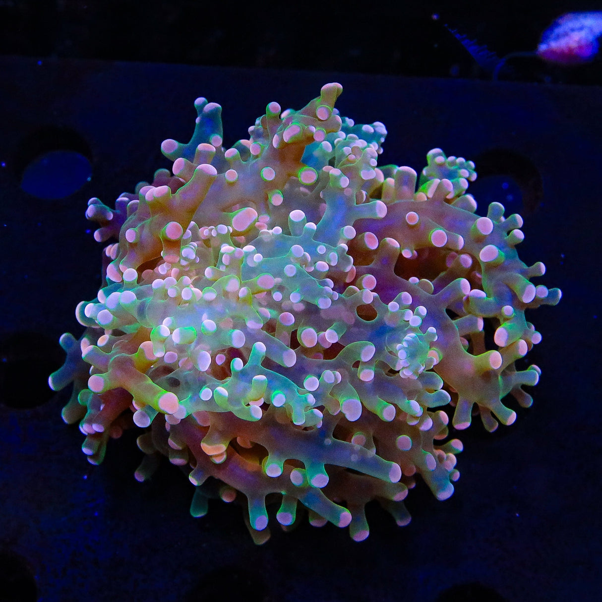 Pink Frogspawn Coral