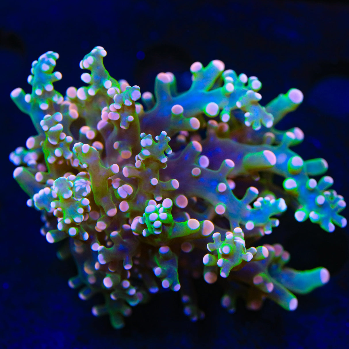 Pink Frogspawn Coral
