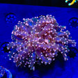 Pink Frogspawn Coral