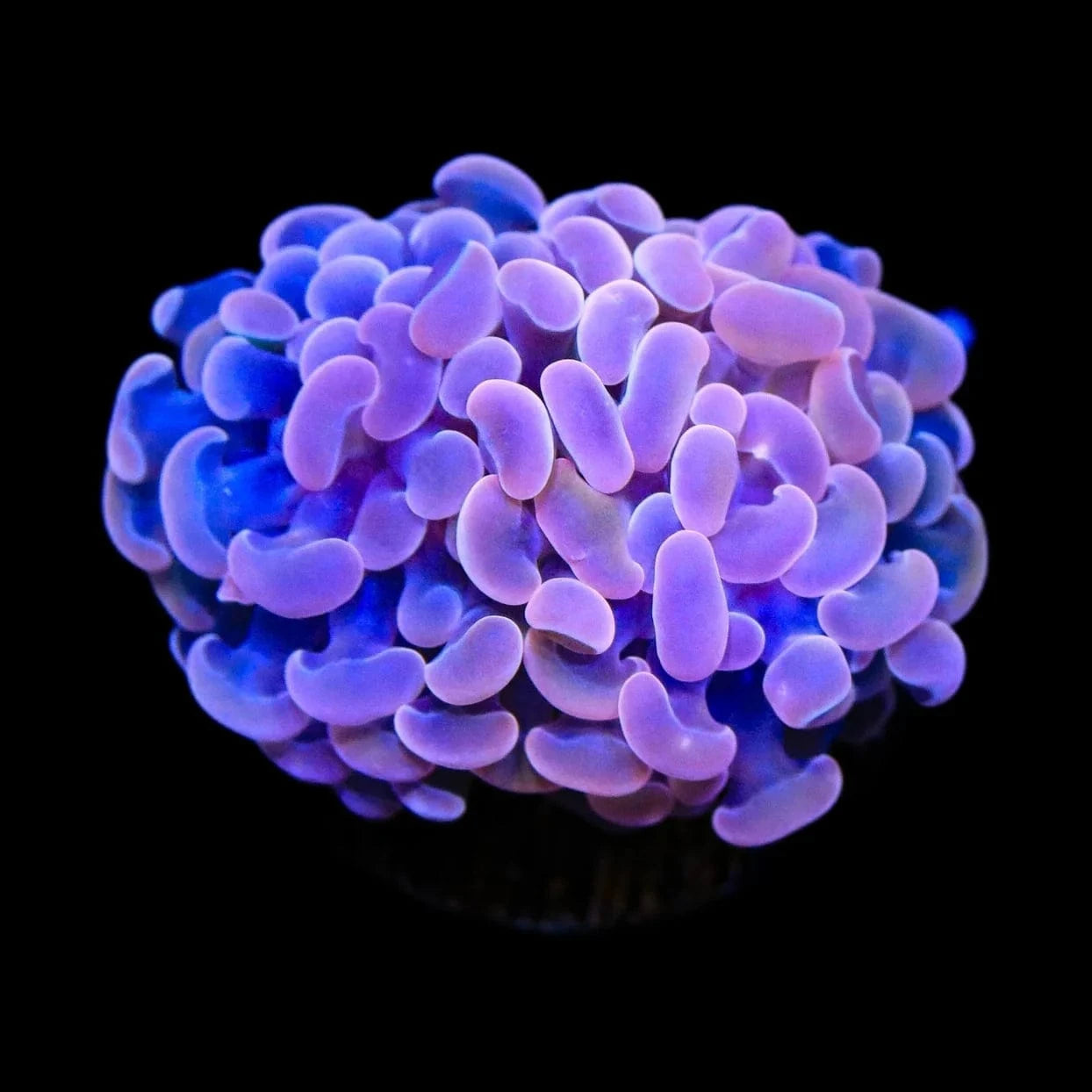 Pink Hammer Coral
