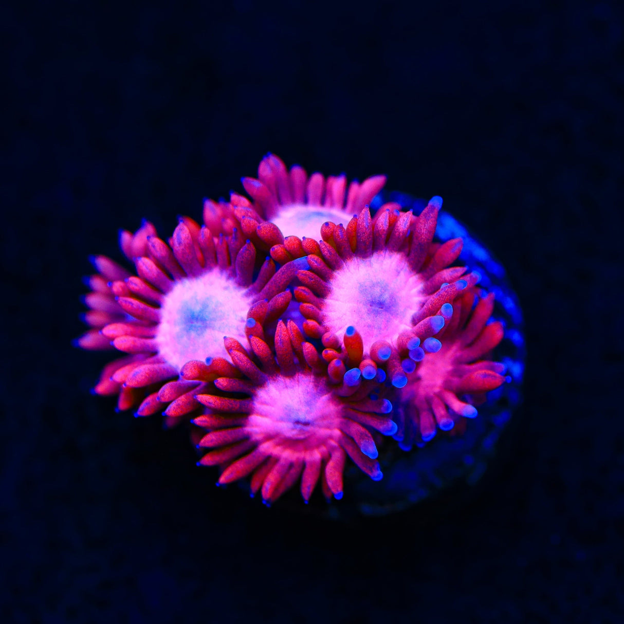 Pink Heart Goniopora Coral