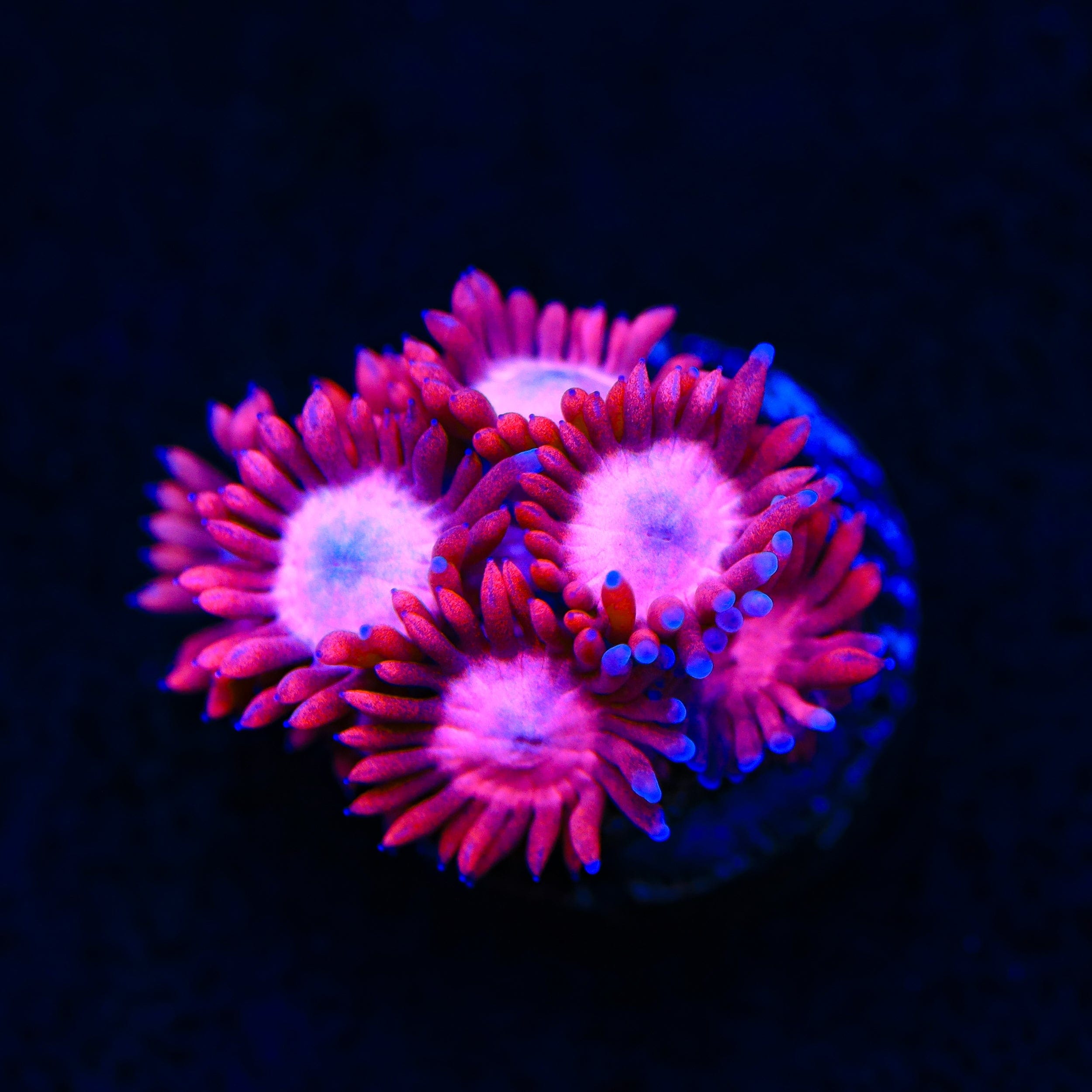 Pink Heart Goniopora Coral