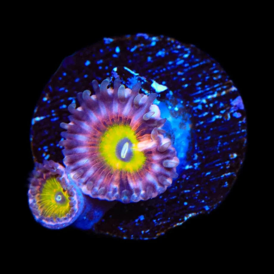 Pink Hippo Zoanthids Coral