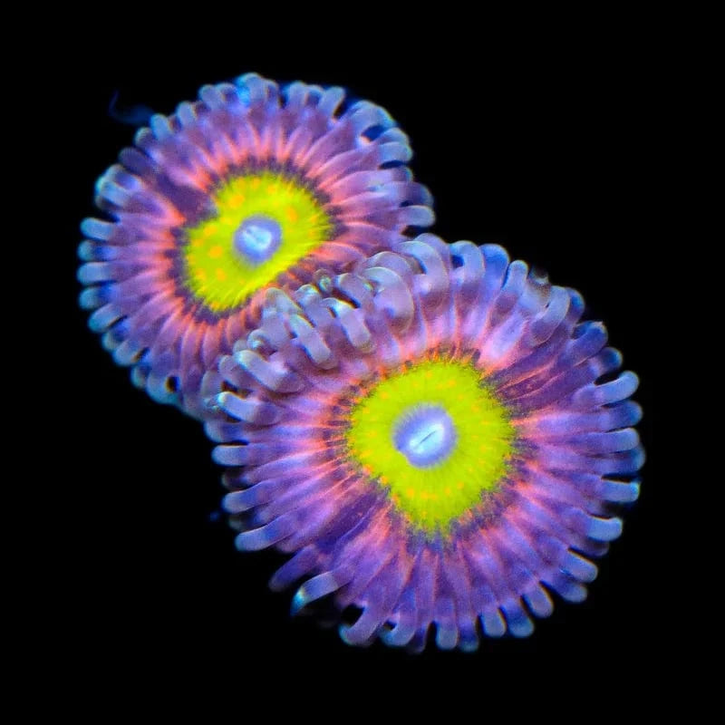 Pink Hippo Zoanthids Coral