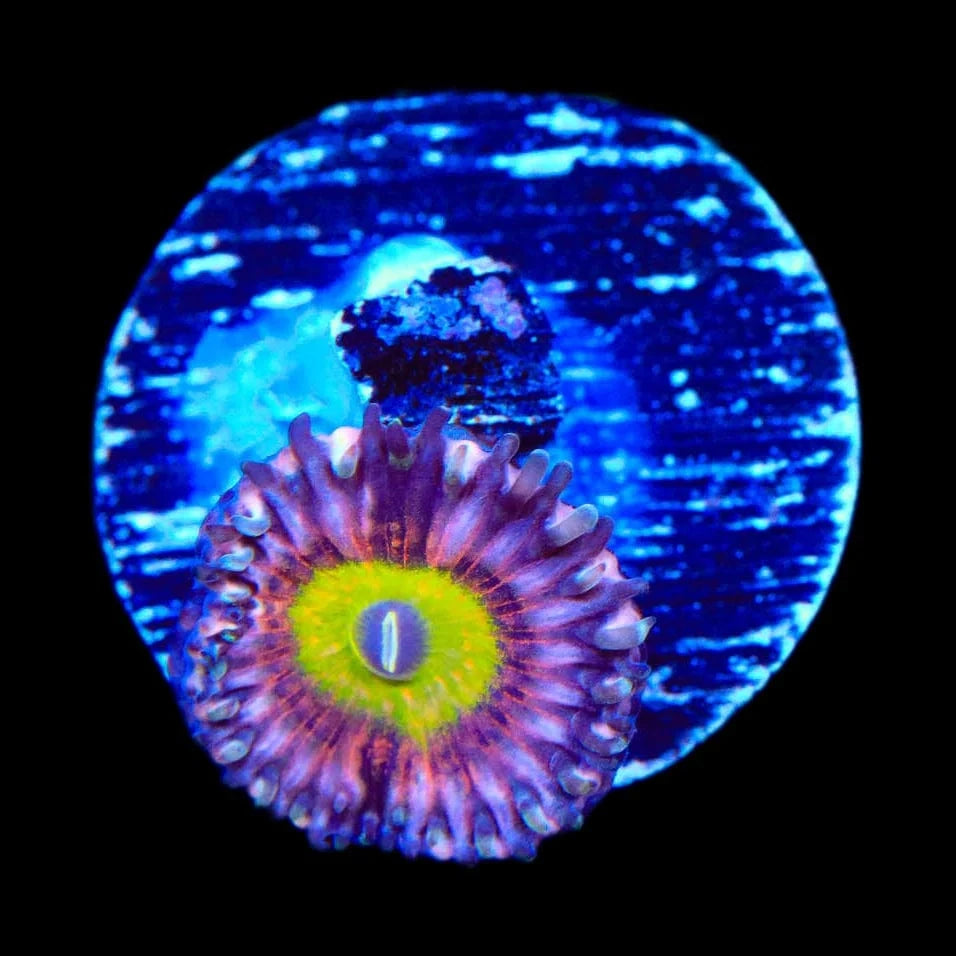 Pink Hippo Zoanthids Coral