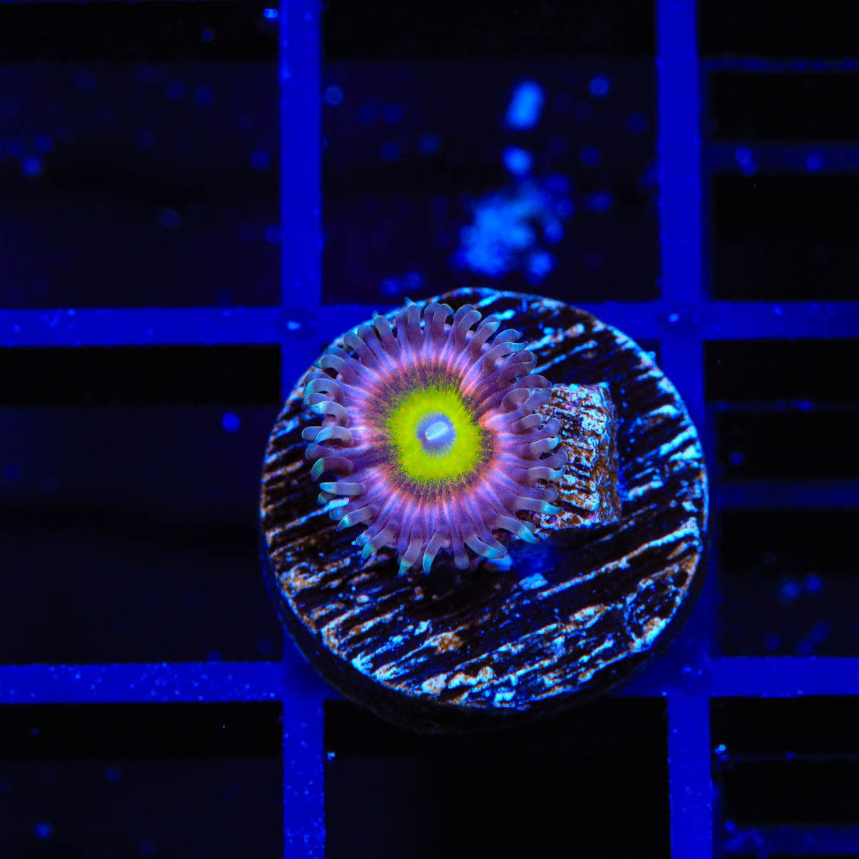 Pink Hippo Zoanthids Coral