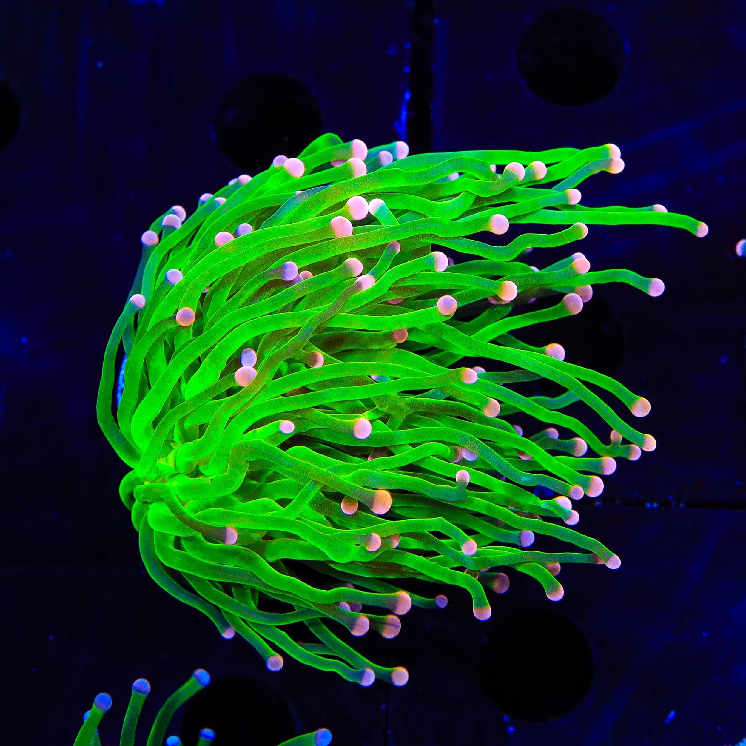 Pink Tip Torch Coral