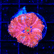 Pink Ultra Yuma Coral